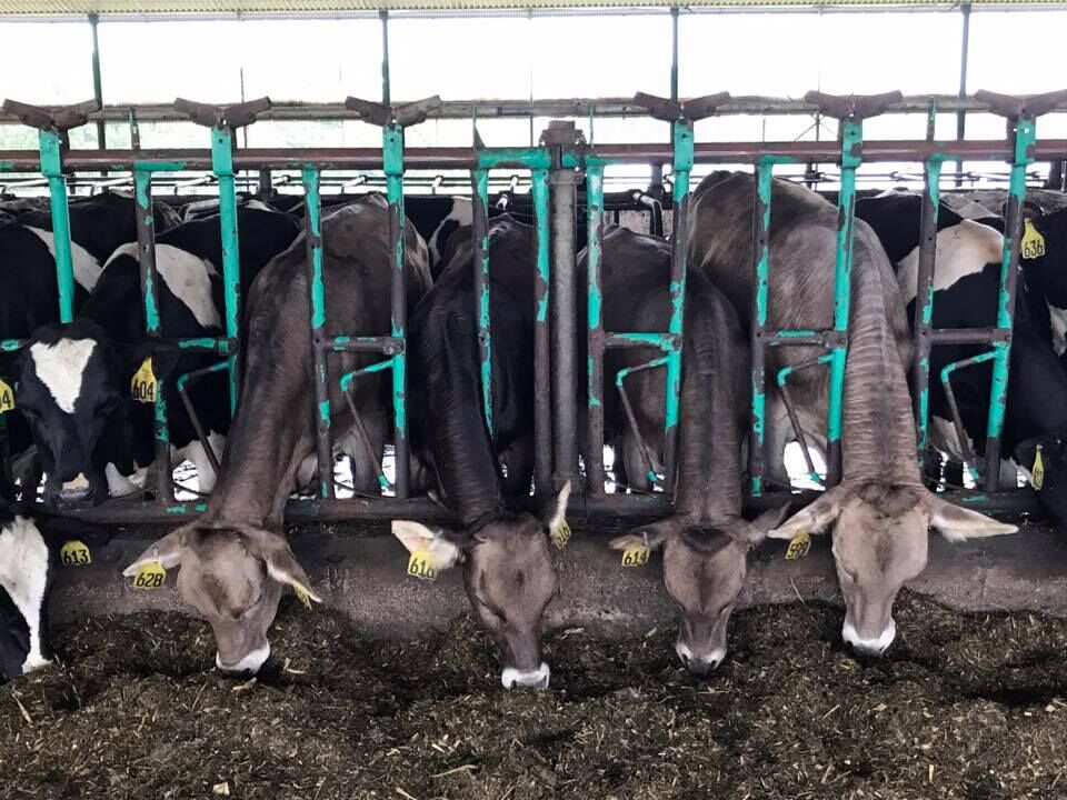 Cows at Manning Dairy Farm